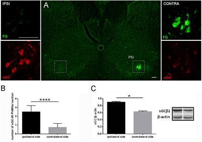 Is Innervation of the Neuromuscular Junction at the Diaphragm Modulated by sGC/cGMP Signaling?